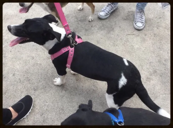 Cachorro ra a SRD idade 1 ano nome Tuca