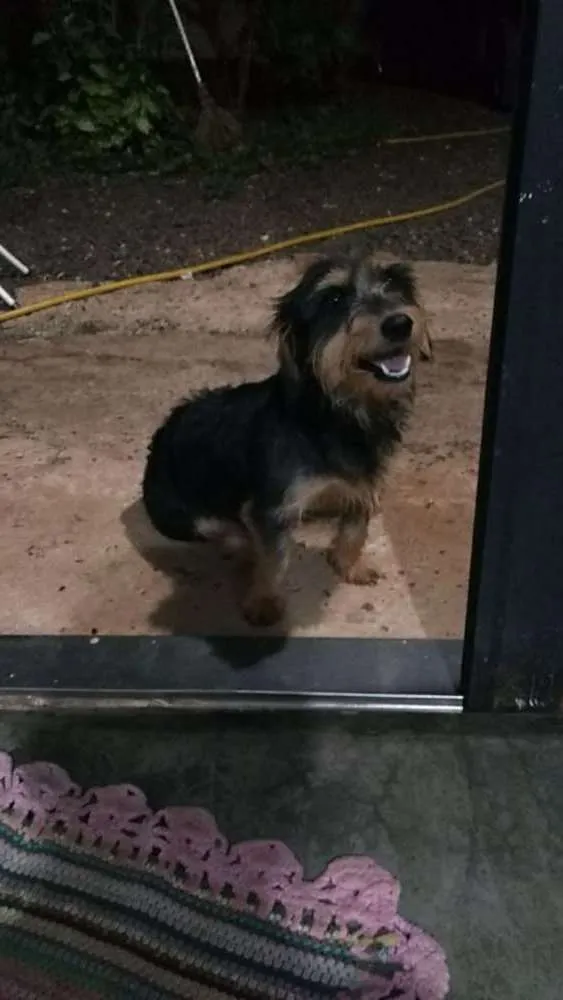 Cachorro raça Mestiça de Cofap com viralata idade 4 anos nome Maggie