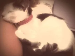 Gato raça Sem raça definida idade 7 a 11 meses nome Mya