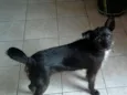 pretinha