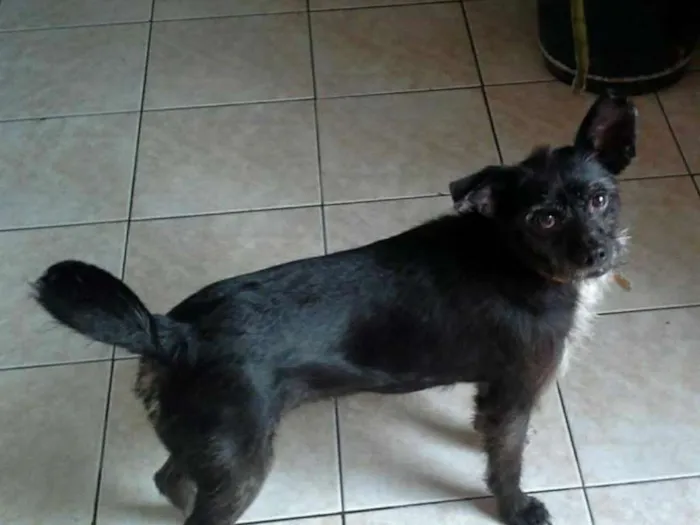Cachorro ra a srd idade 3 anos nome pretinha