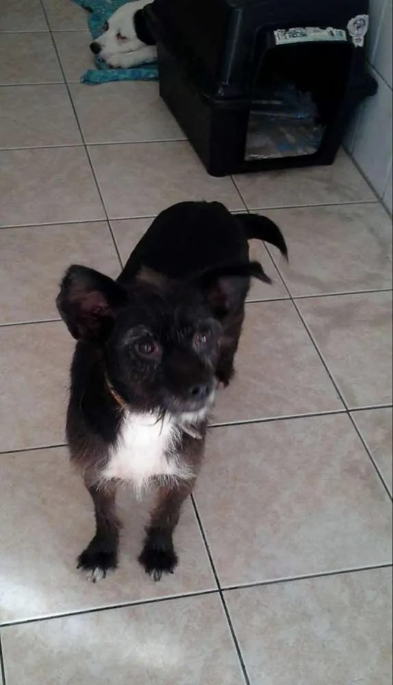 Cachorro ra a srd idade 3 anos nome pretinha