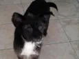 pretinha