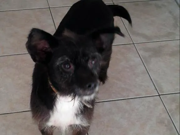 Cachorro ra a srd idade 3 anos nome pretinha