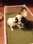 Milu, Bela e Sofia