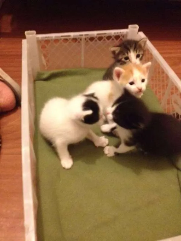 Gato ra a  idade Abaixo de 2 meses nome Milu, Bela e Sofia