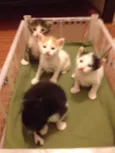 Milu, Bela e Sofia