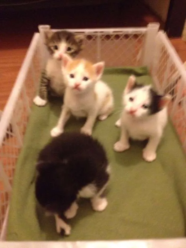Gato ra a  idade Abaixo de 2 meses nome Milu, Bela e Sofia
