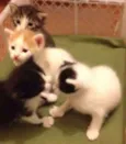 Milu, Bela e Sofia