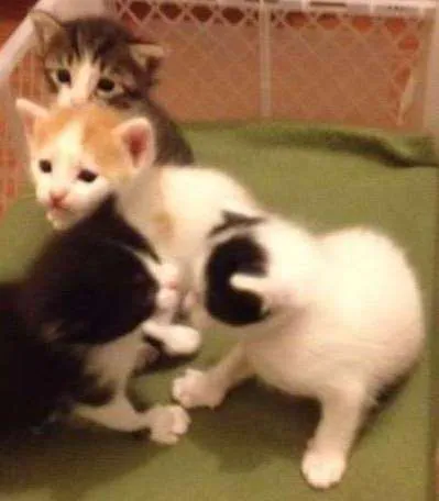 Gato ra a  idade Abaixo de 2 meses nome Milu, Bela e Sofia