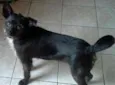 pretinha