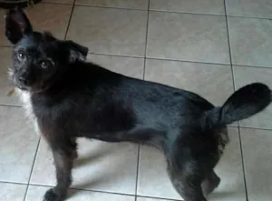 Cachorro raça srd idade 3 anos nome pretinha