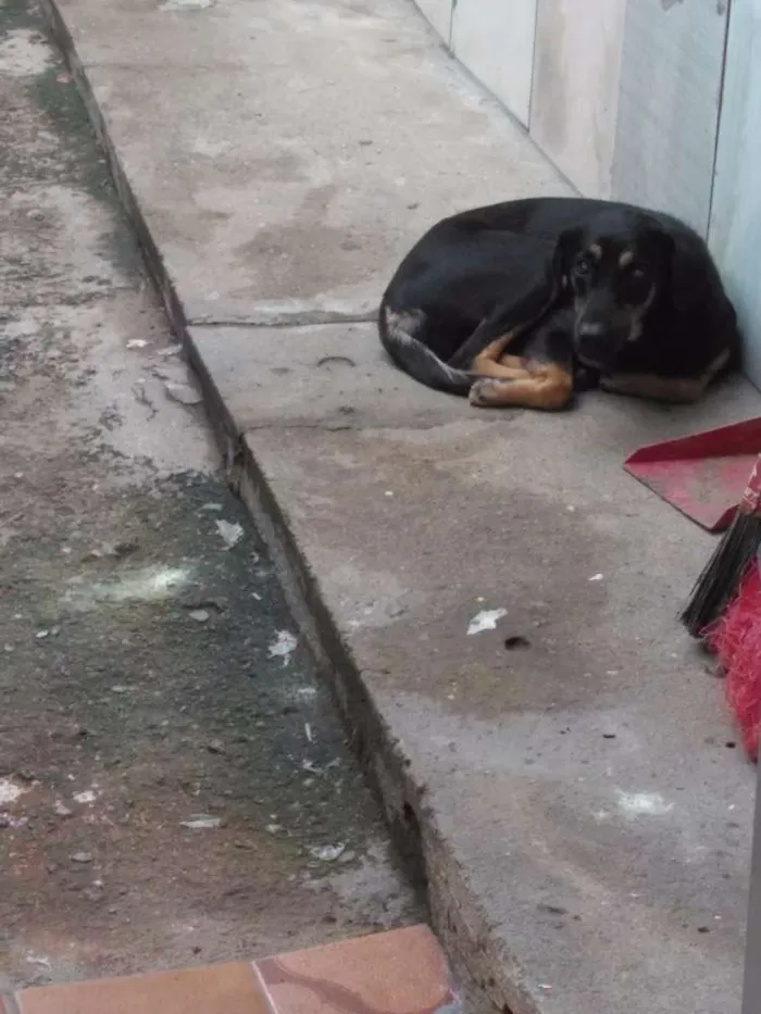 Cachorro raça Viralata  idade 1 ano nome Lilica