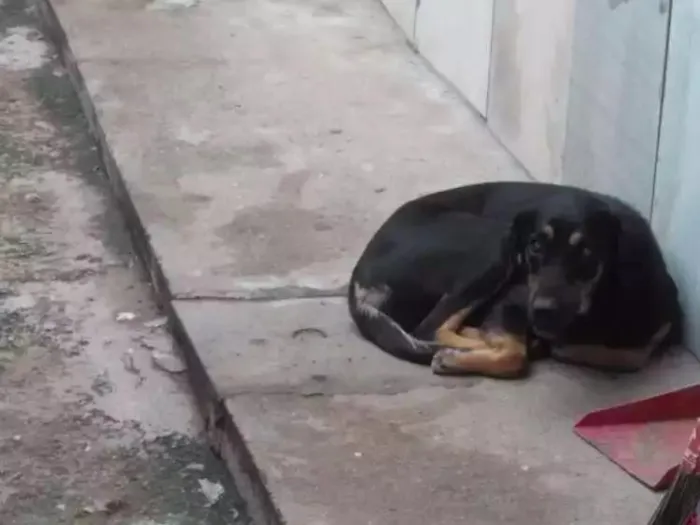 Cachorro raça Viralata  idade 1 ano nome Lilica