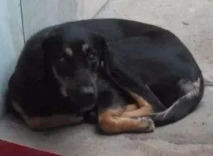 Cachorro raça Viralata  idade 1 ano nome Lilica