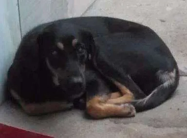 Cachorro raça Viralata  idade 1 ano nome Lilica