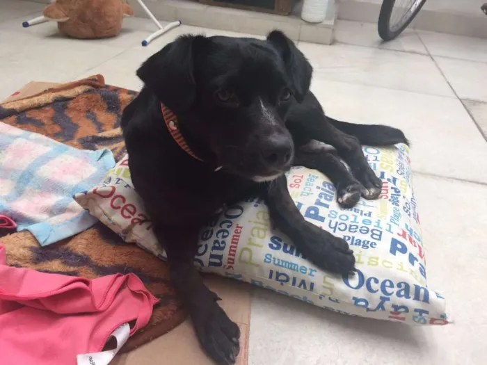 Cachorro ra a SRD idade 2 anos nome Negao
