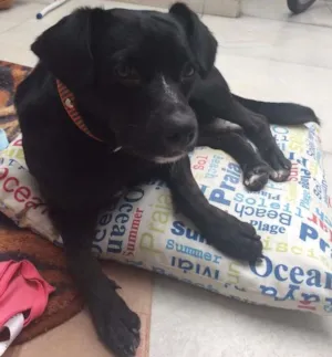 Cachorro raça SRD idade 2 anos nome Negao