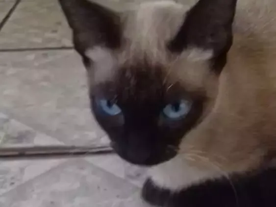 Gato ra a Siamês  idade 2 anos nome Lina