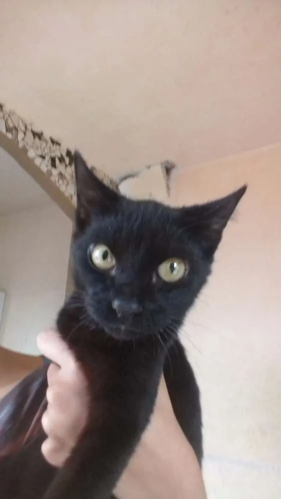 Gato ra a Preto idade 7 a 11 meses nome Baguera