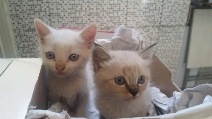 Gato raça desconheço idade Abaixo de 2 meses nome sem nome