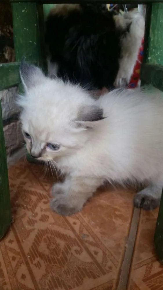 Gato raça desconheço idade Abaixo de 2 meses nome sem nome