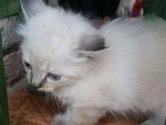 Gato raça desconheço idade Abaixo de 2 meses nome sem nome