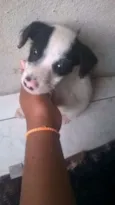 Cachorro raça VIRA LATA idade Abaixo de 2 meses nome BRANQUINHO
