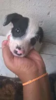 Cachorro raça VIRA LATA idade Abaixo de 2 meses nome BRANQUINHO