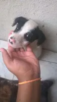 Cachorro raça VIRA LATA idade Abaixo de 2 meses nome BRANQUINHO