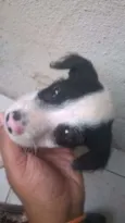 Cachorro raça VIRA LATA idade Abaixo de 2 meses nome BRANQUINHO