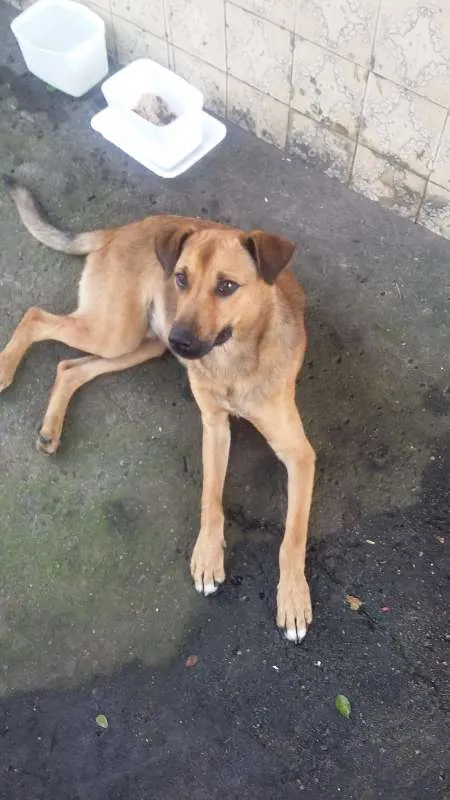 Cachorro ra a VIRA LATA idade 7 a 11 meses nome BEBEZÃO