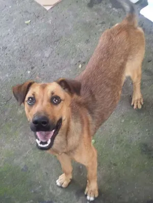 Cachorro raça VIRA LATA idade 7 a 11 meses nome BEBEZÃO