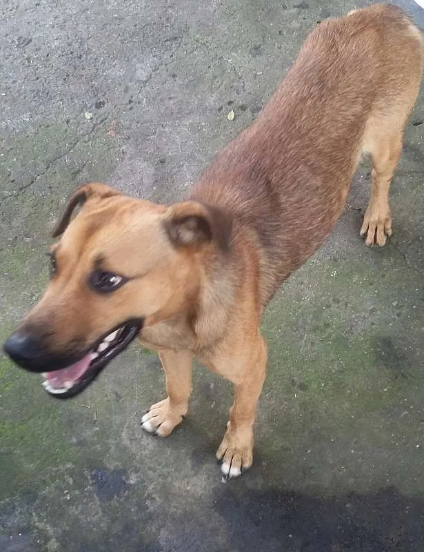 Cachorro ra a VIRA LATA idade 7 a 11 meses nome BEBEZÃO