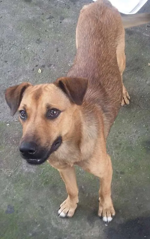 Cachorro ra a VIRA LATA idade 7 a 11 meses nome BEBEZÃO
