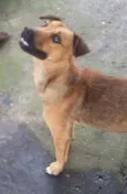 BEBEZÃO