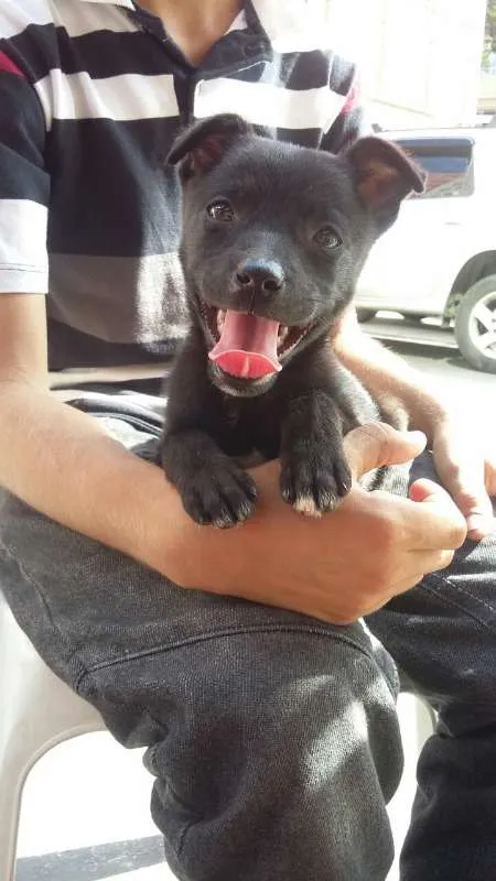 Cachorro ra a srd idade 2 a 6 meses nome Milla