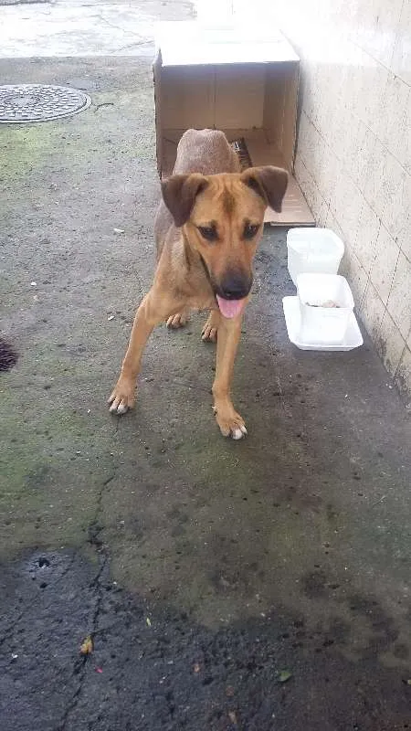Cachorro ra a VIRA LATA idade 7 a 11 meses nome BEBEZÃO