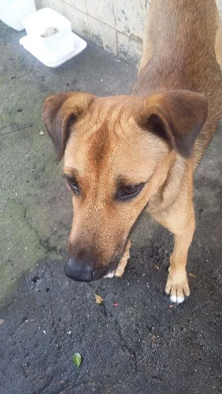 Cachorro ra a VIRA LATA idade 7 a 11 meses nome BEBEZÃO