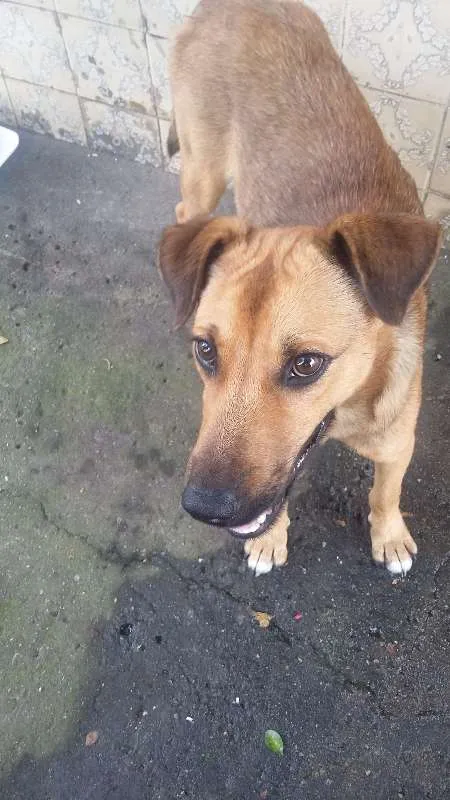 Cachorro ra a VIRA LATA idade 7 a 11 meses nome BEBEZÃO