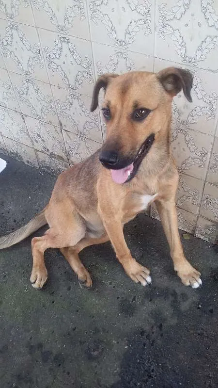 Cachorro ra a VIRA LATA idade 7 a 11 meses nome BEBEZÃO