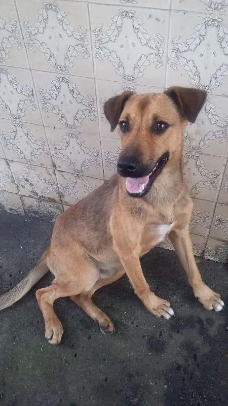 Cachorro ra a VIRA LATA idade 7 a 11 meses nome BEBEZÃO
