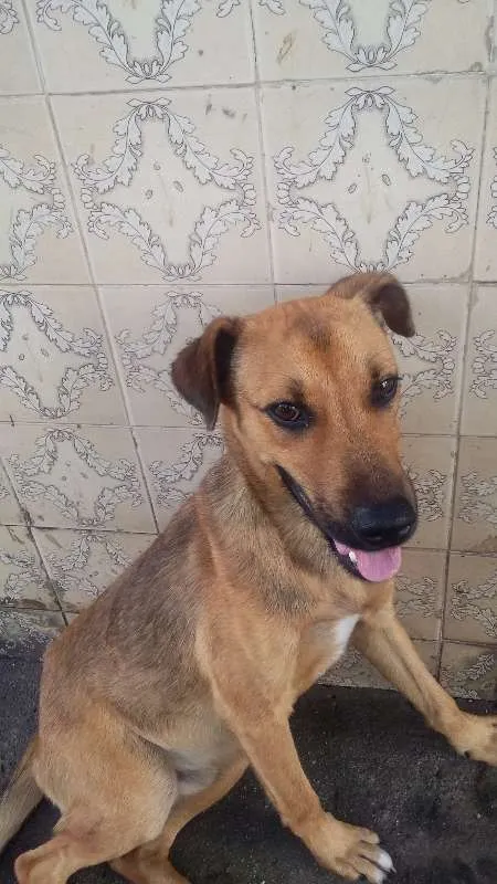 Cachorro ra a VIRA LATA idade 7 a 11 meses nome BEBEZÃO