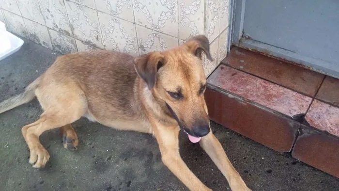 Cachorro ra a VIRA LATA idade 7 a 11 meses nome BEBEZÃO