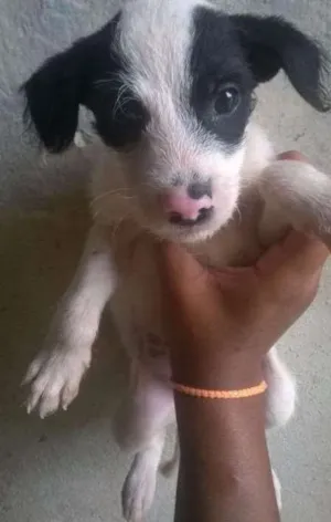 Cachorro raça VIRA LATA idade Abaixo de 2 meses nome BRANQUINHO