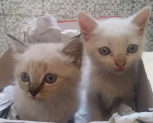 Gato raça desconheço idade Abaixo de 2 meses nome sem nome
