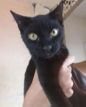 Gato raça Preto idade 7 a 11 meses nome Baguera