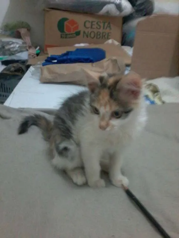 Gato ra a Sem raça idade Abaixo de 2 meses nome Sem nome