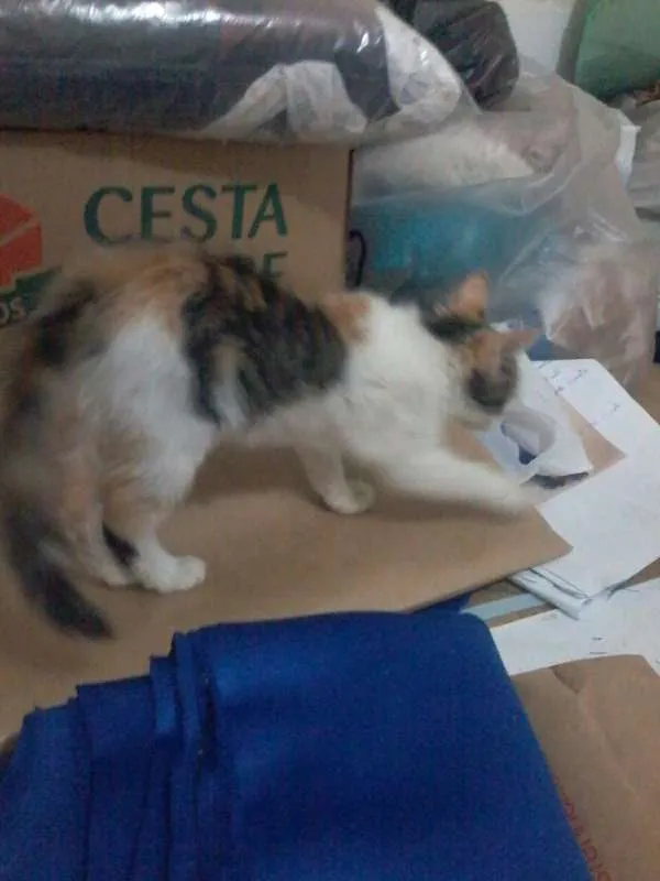 Gato ra a Sem raça idade Abaixo de 2 meses nome Sem nome
