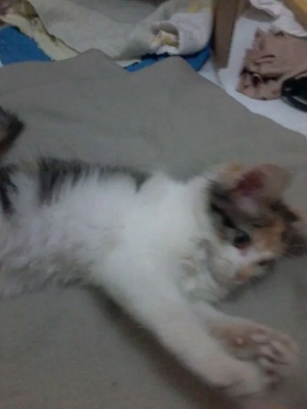 Gato ra a Sem raça idade Abaixo de 2 meses nome Sem nome